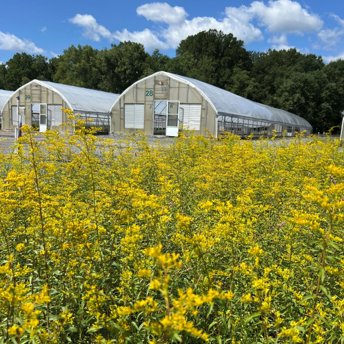 Sweet Goldenrod