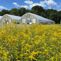 Sweet goldenrod with arching plumes of small yellow flowers on slender stems