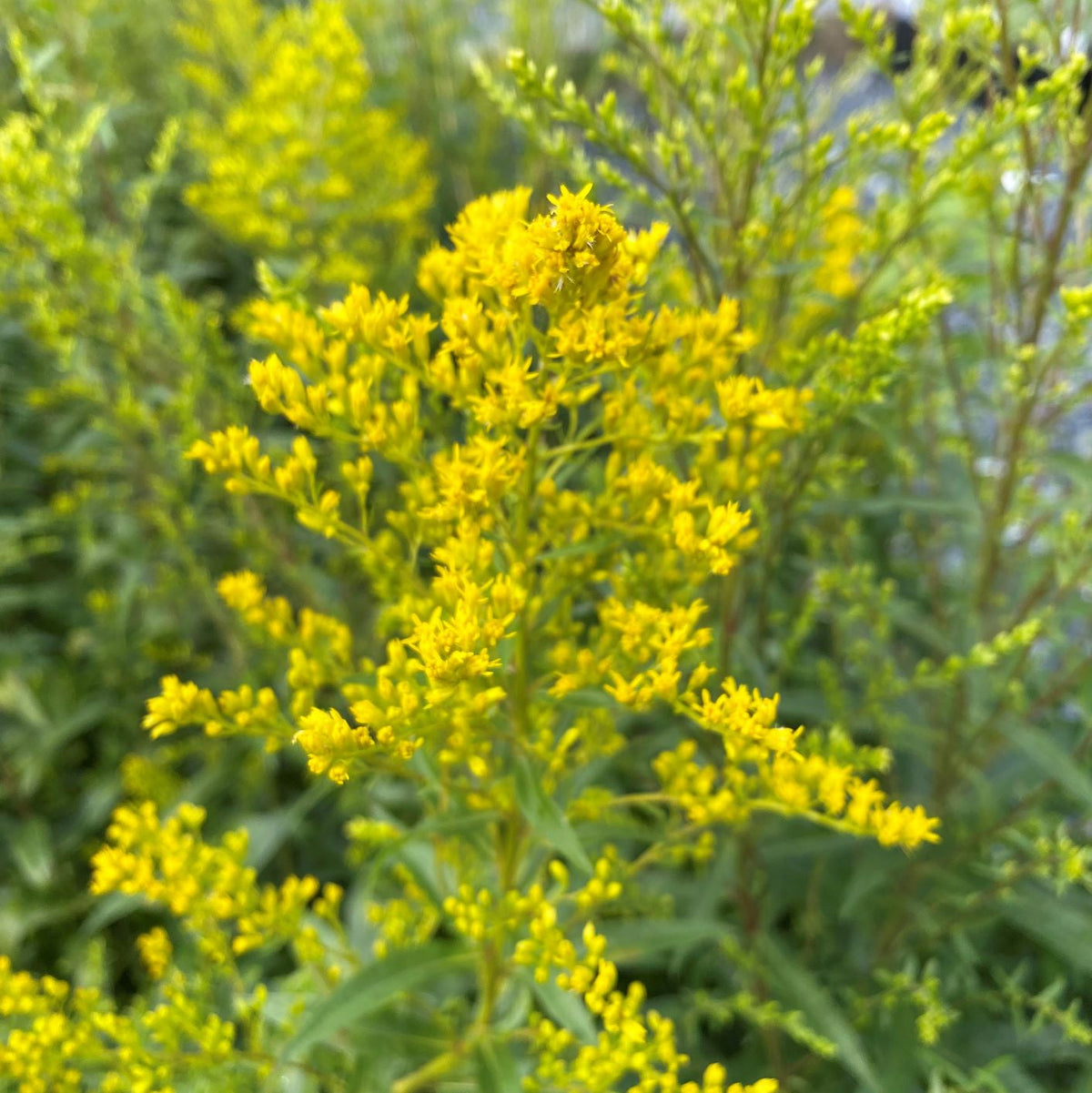 Sweet goldenrod with arching plumes of small yellow flowers on slender stems (view 2)