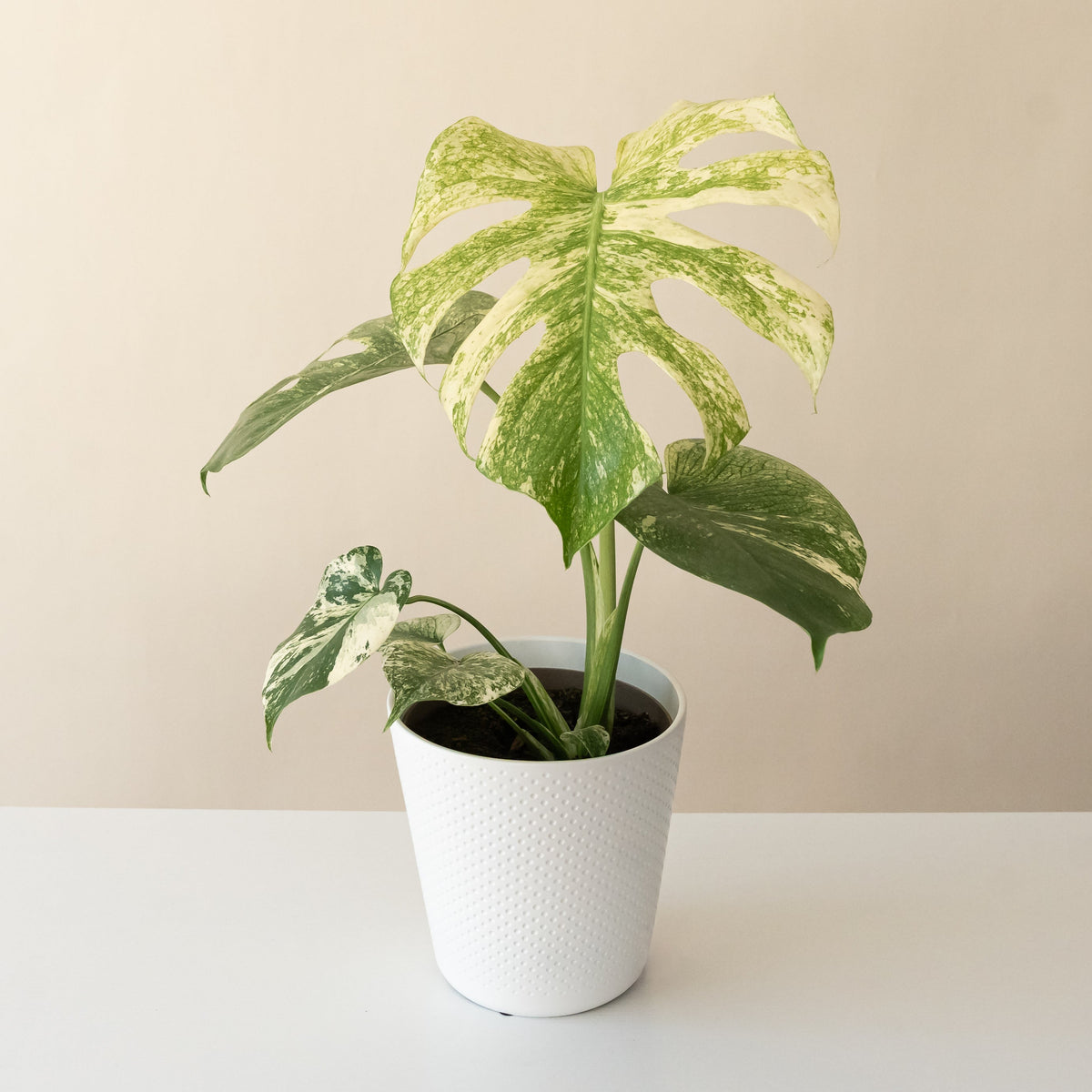 Monstera with split leaves finely variegated in mint green and cream