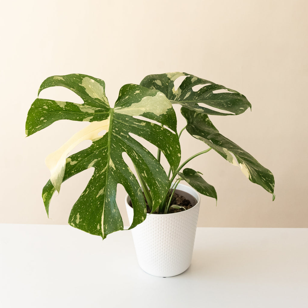 Monstera with large split green leaves speckled and streaked in cream