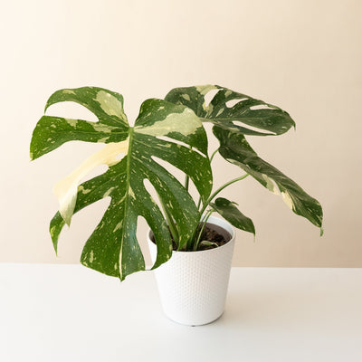 Swiss Cheese Plant 'Thai Constellation'