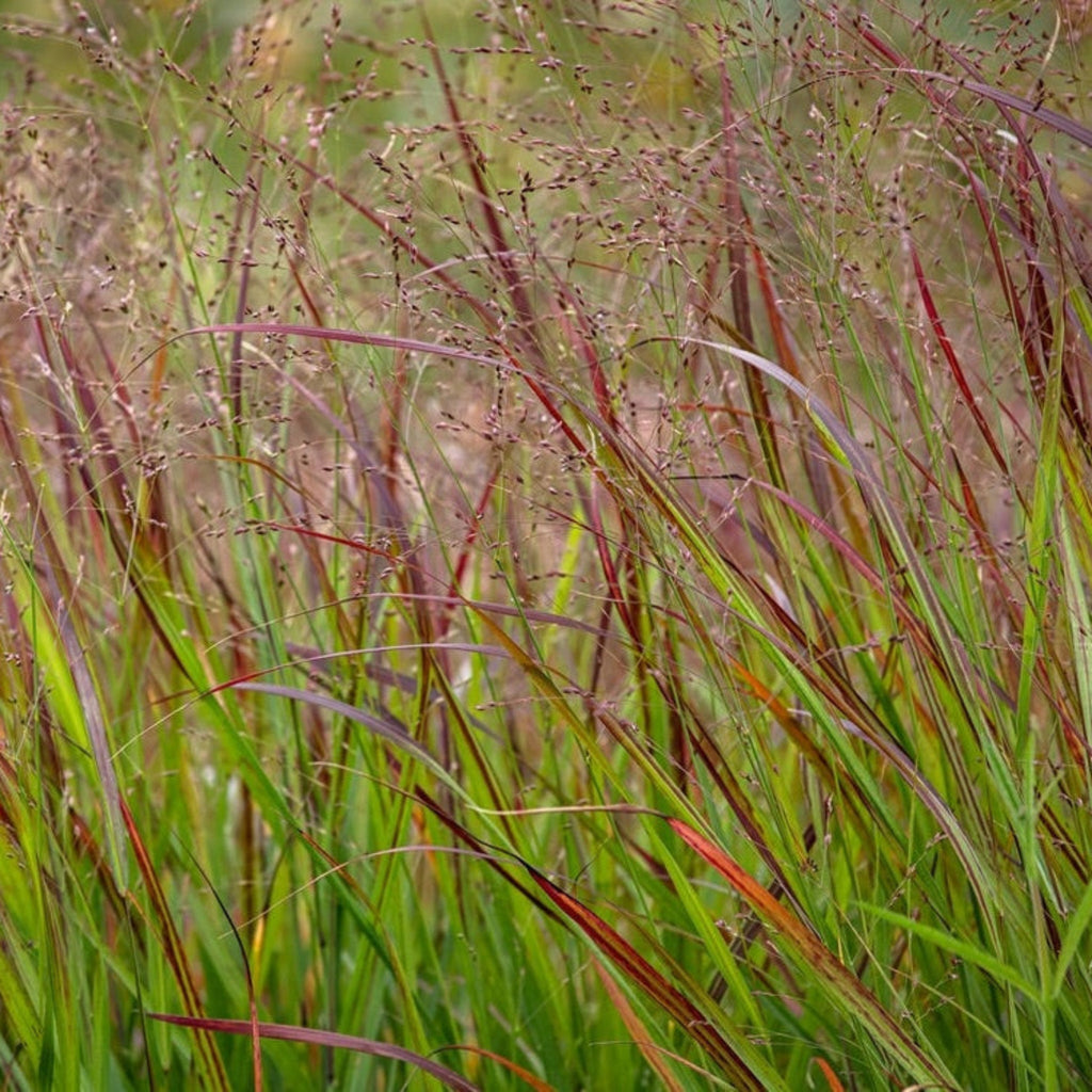 Upright switch grass with red-tipped blades and airy plumes