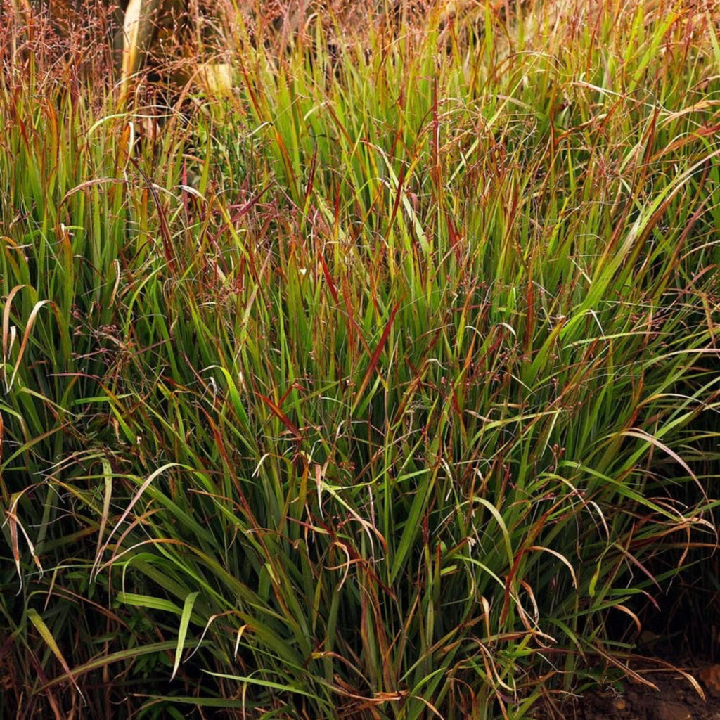 Upright switch grass with red-tipped blades and airy plumes (view 2)