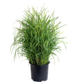Upright switch grass with red-tipped blades and airy plumes (view 3)