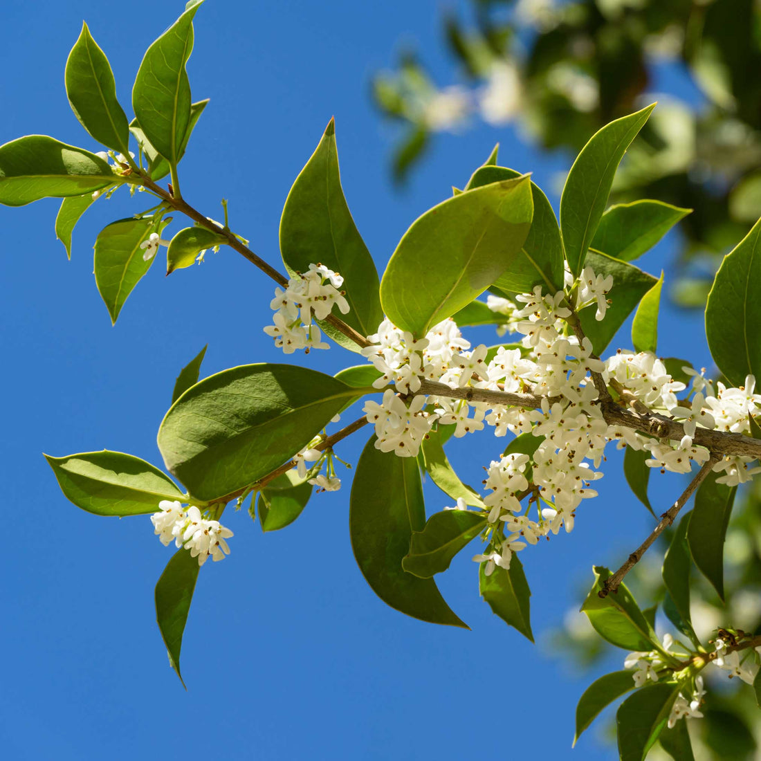 Evergreen tea olive with glossy leaves and clusters of tiny white flowers