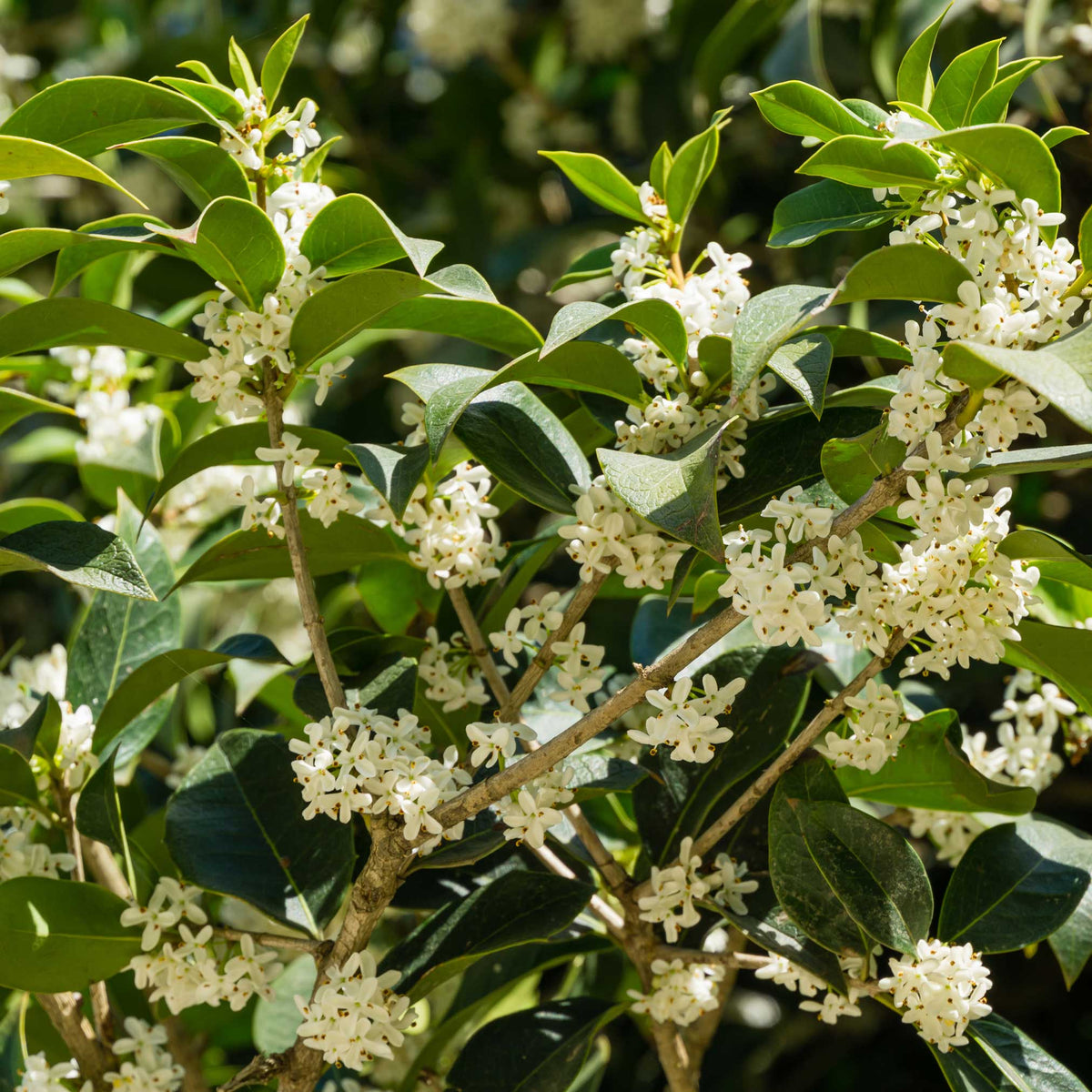Evergreen tea olive with glossy leaves and clusters of tiny white flowers (view 2)