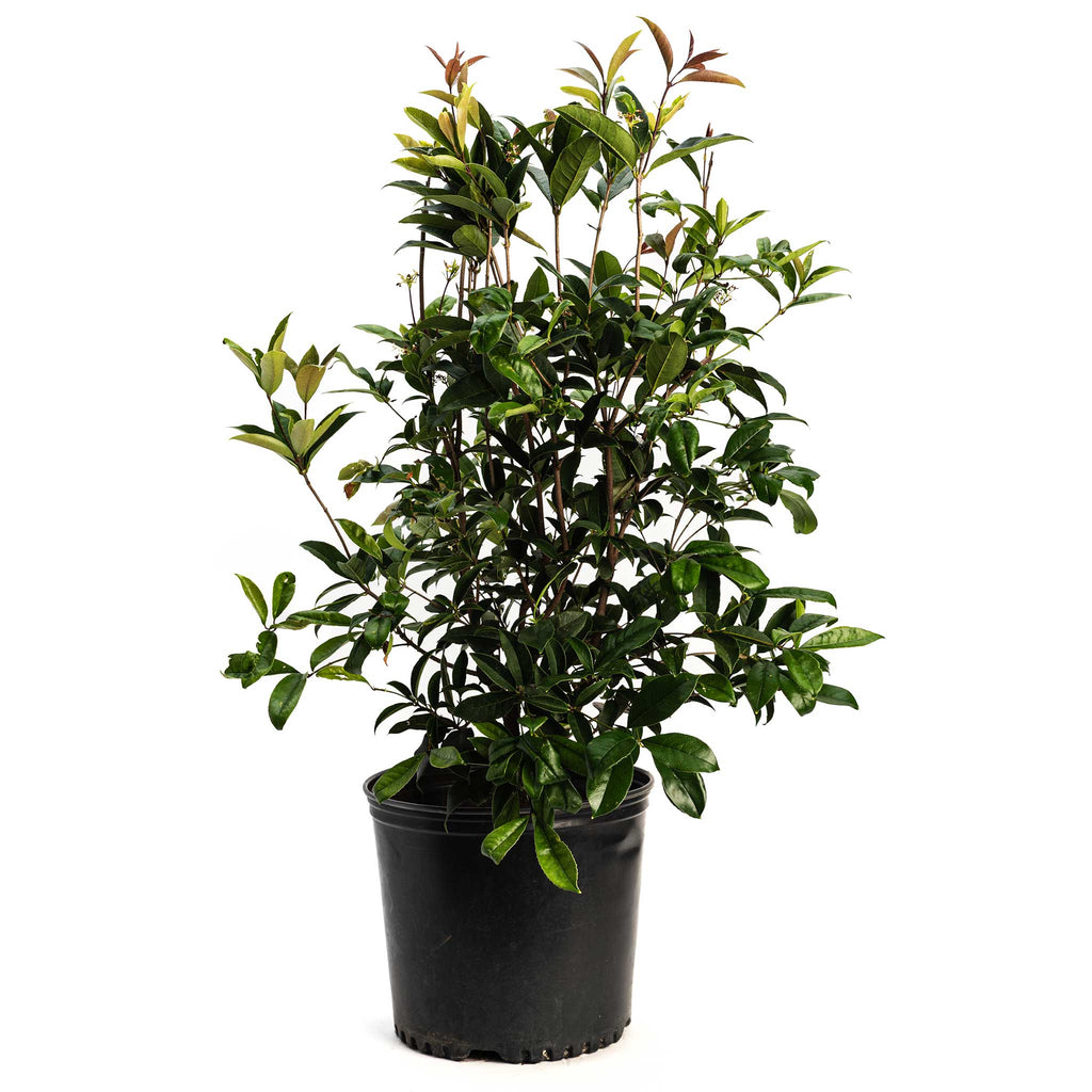 Evergreen tea olive with glossy leaves and clusters of tiny white flowers (view 3)