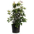 Evergreen tea olive with glossy leaves and clusters of tiny white flowers (view 3)