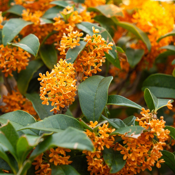 Tea Olive 'Aurantiacus'