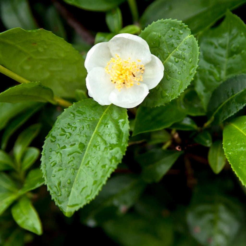 Tea plant shrub with glossy serrated green leaves
