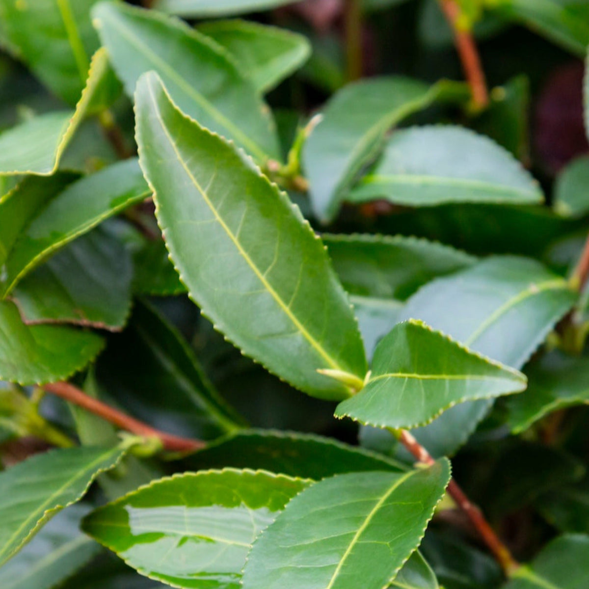 Tea plant shrub with glossy serrated green leaves (view 2)