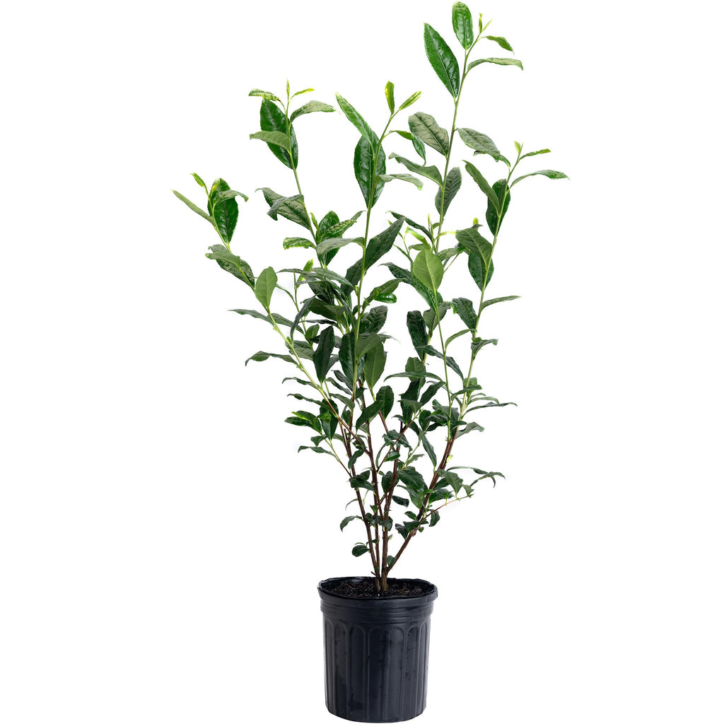 Tea plant shrub with glossy serrated green leaves (view 3)