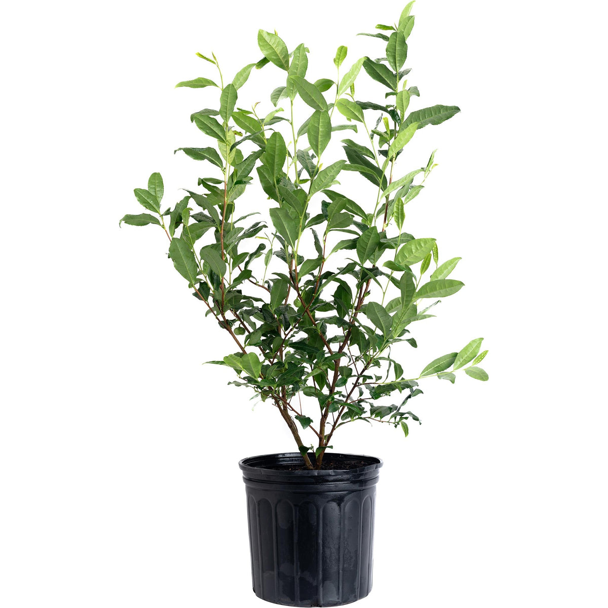 Tea plant shrub with glossy serrated green leaves (view 4)
