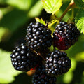 Upright blackberry canes with clusters of ripe black berries