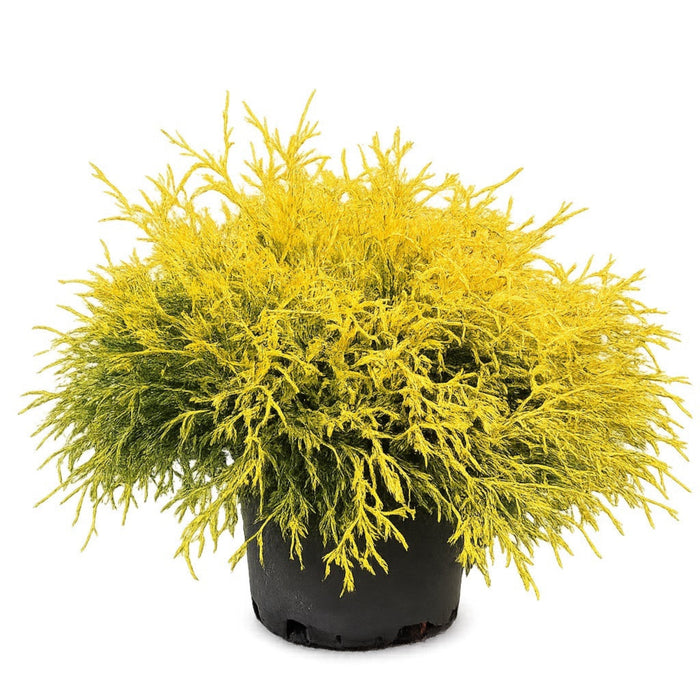 Threadbranch Cypress 'King's Gold'