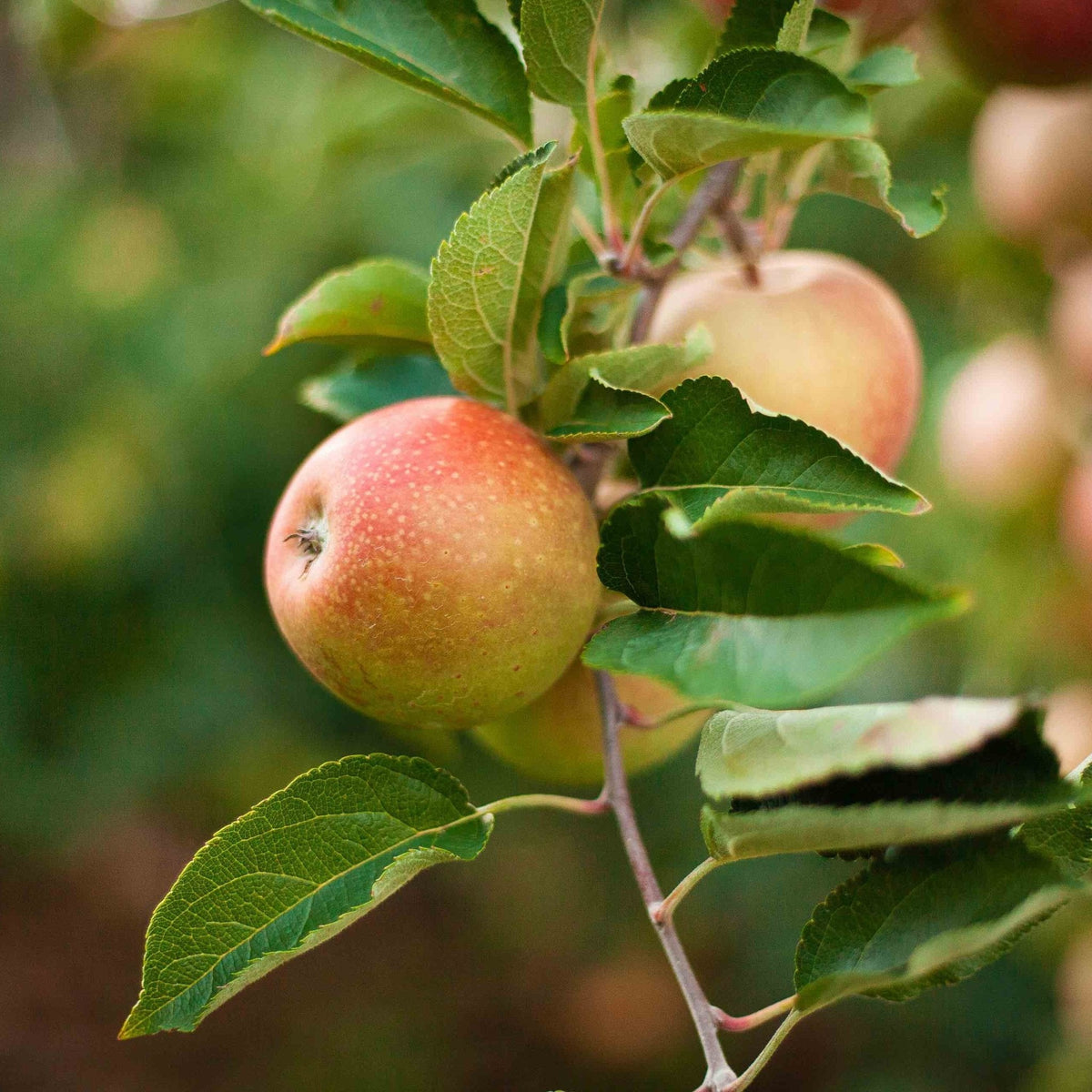 Young apple tree with red and green apples on its branches