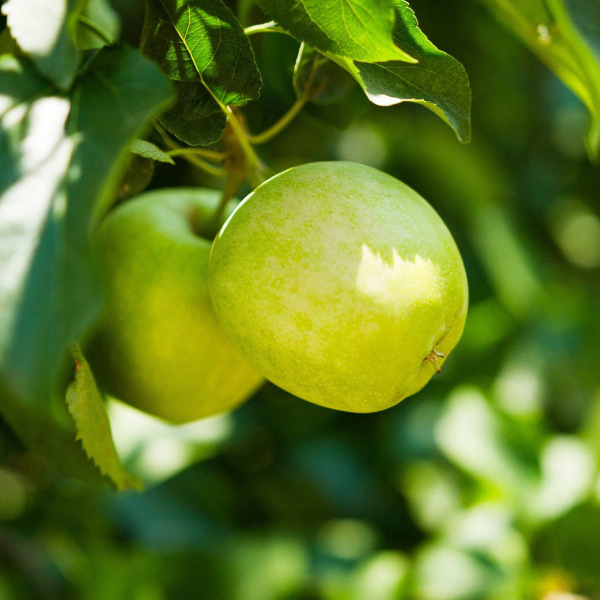 Young apple tree with red and green apples on its branches (view 2)
