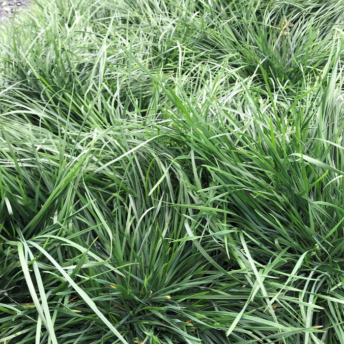 Tufted Hair Grass 'Goldtau'