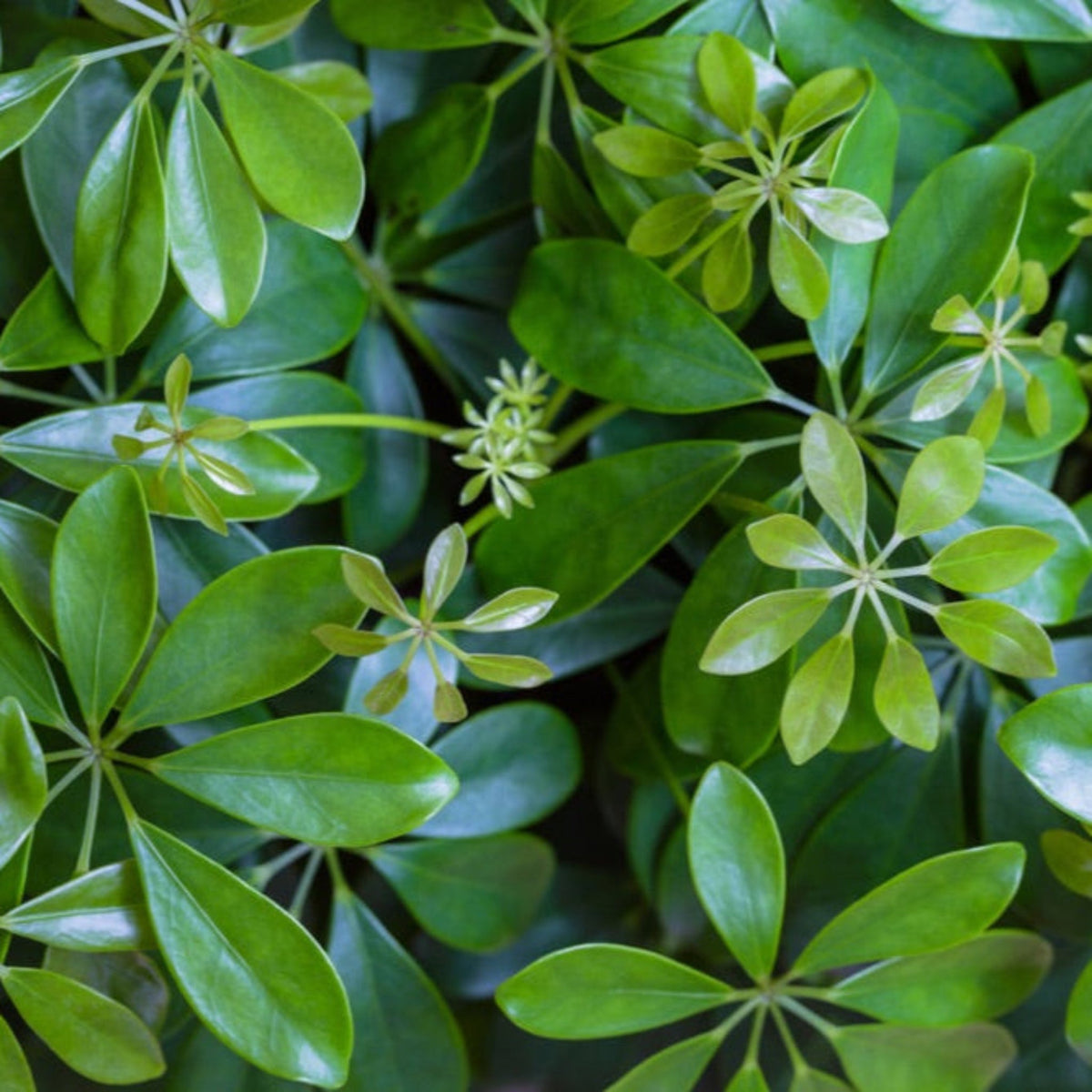 Schefflera with glossy green leaflets arranged in umbrella-like circles (view 2)