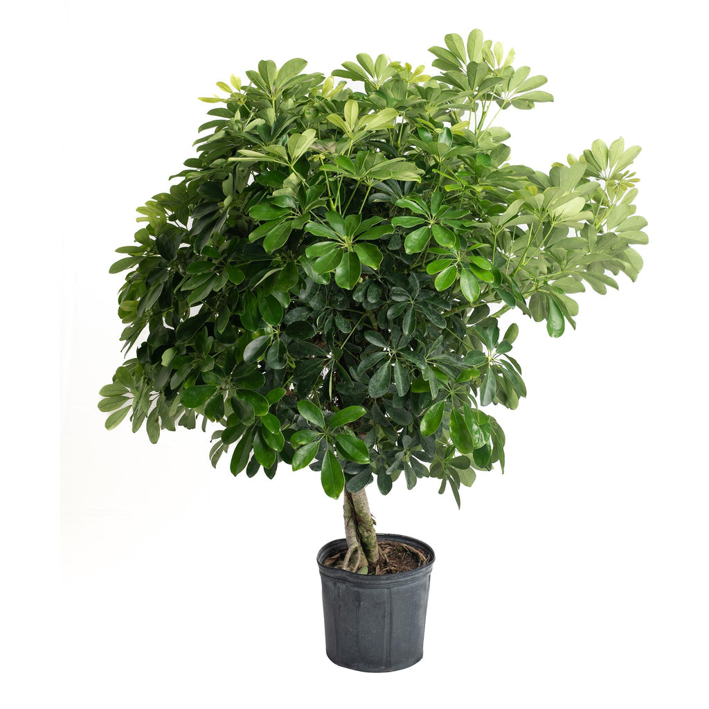 Schefflera with glossy green leaflets arranged in umbrella-like circles (view 3)