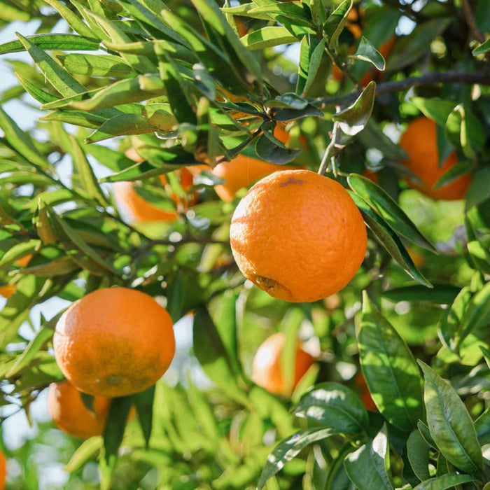 Valencia Orange Tree (Florida)