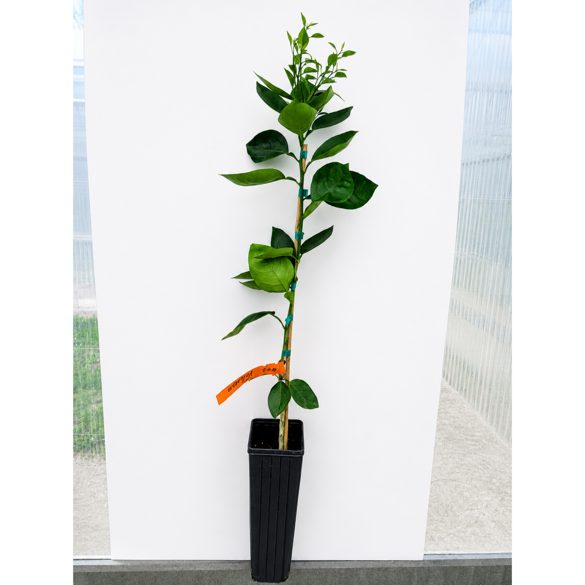 Valencia orange tree with ripe orange fruit and glossy green leaves (view 2)