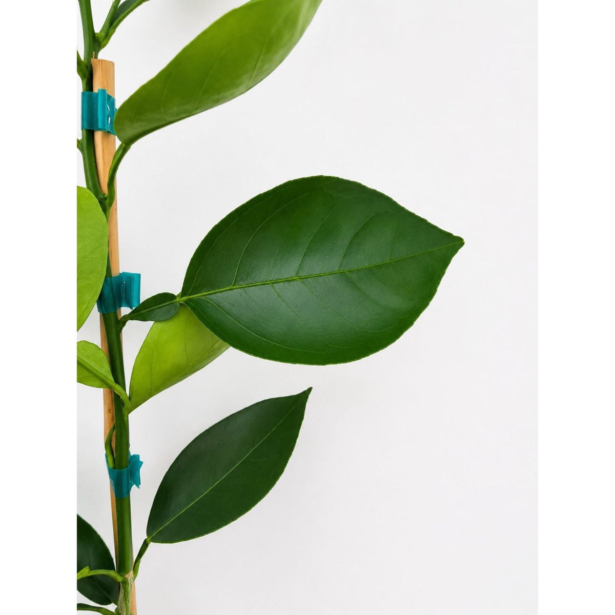 Valencia orange tree with ripe orange fruit and glossy green leaves (view 3)