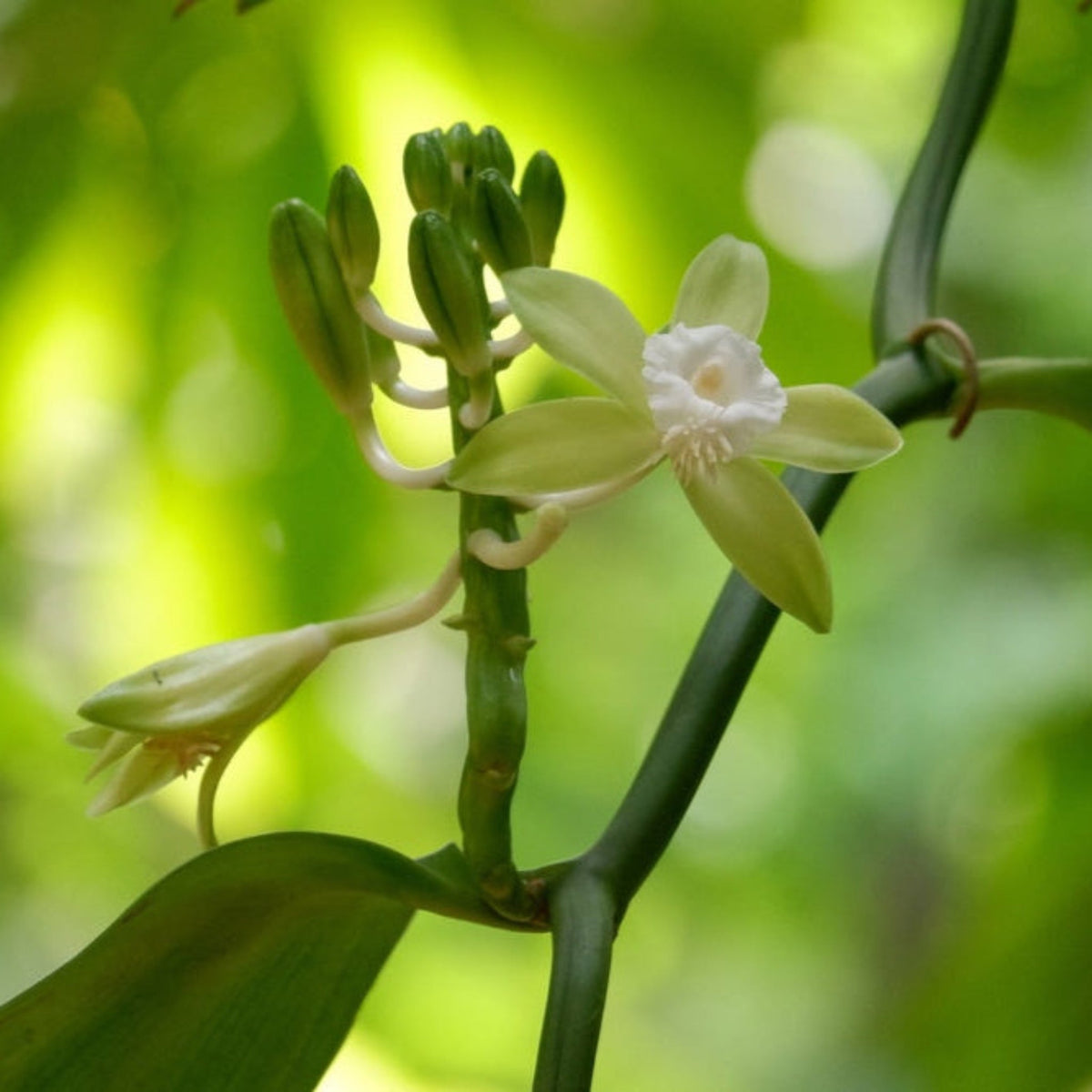 Vanilla orchid vine with thick, glossy green leaves climbing a support