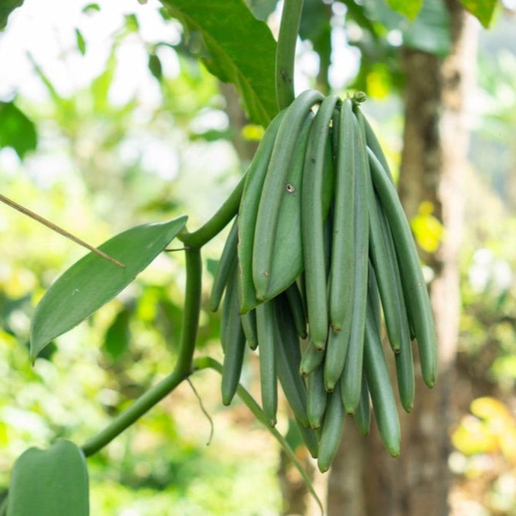 Vanilla orchid vine with thick, glossy green leaves climbing a support (view 2)