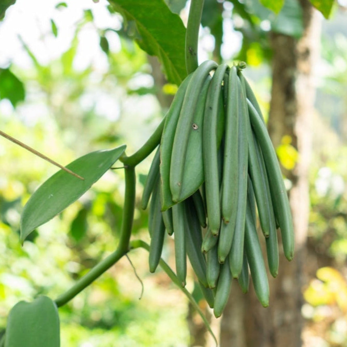 Vanilla orchid vine with thick, glossy green leaves climbing a support (view 2)