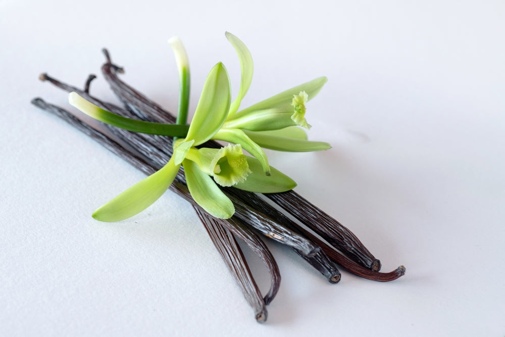 Vanilla orchid vine with thick, glossy green leaves climbing a support (view 3)