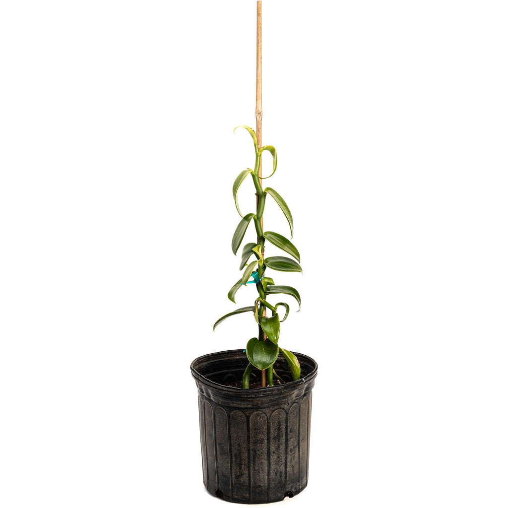 Vanilla orchid vine with thick, glossy green leaves climbing a support (view 4)