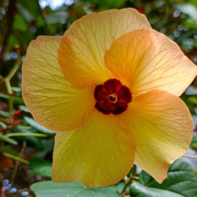 Variegated Sea Hibiscus