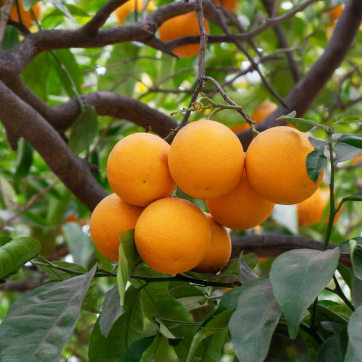 Navel orange tree with large ripe oranges and dark green leaves