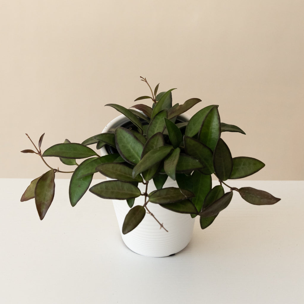 Hoya with long green leaves edged in maroon trailing from a grey ceramic pot