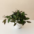 Hoya with long green leaves edged in maroon trailing from a grey ceramic pot