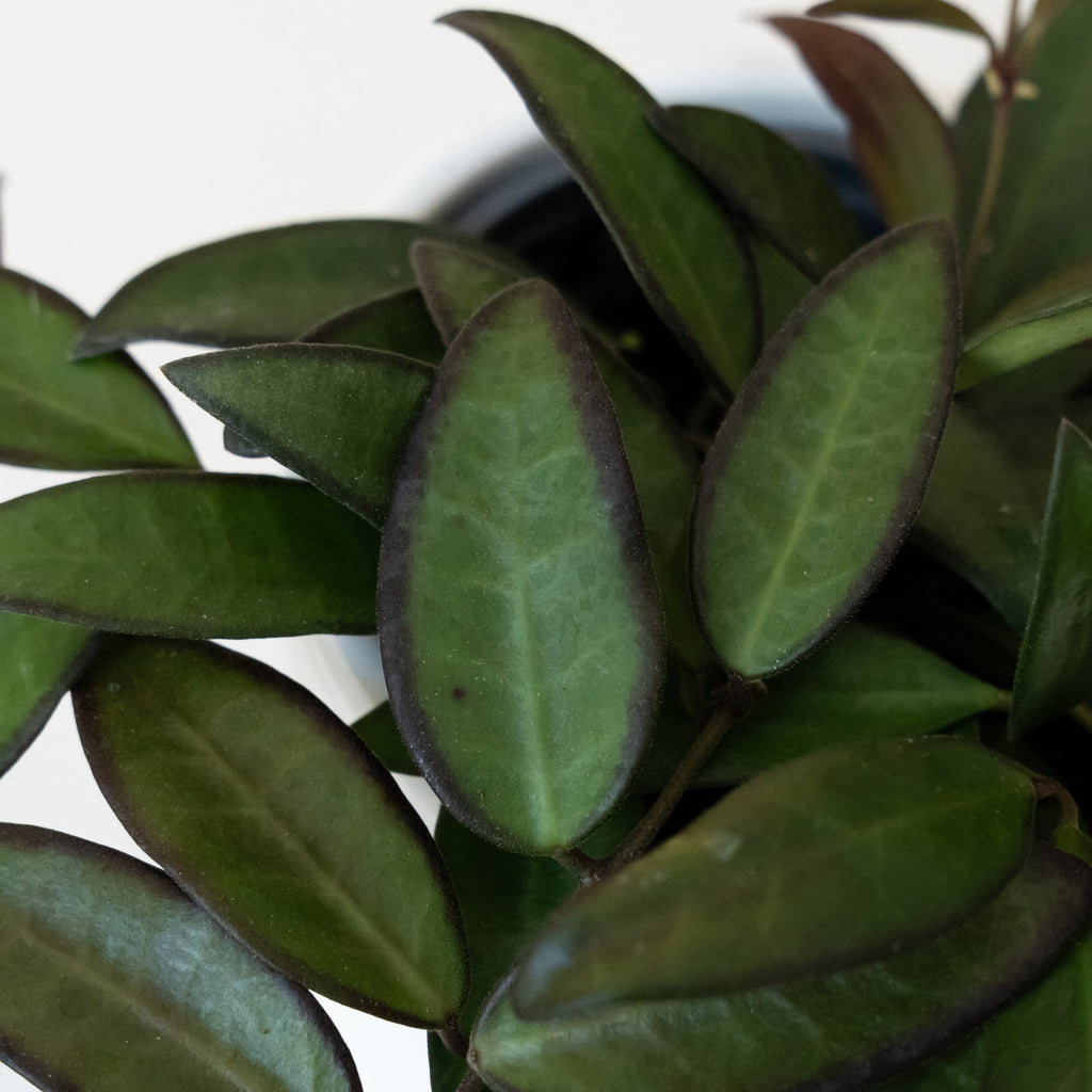 Wax Plant 'Adrift', view 2