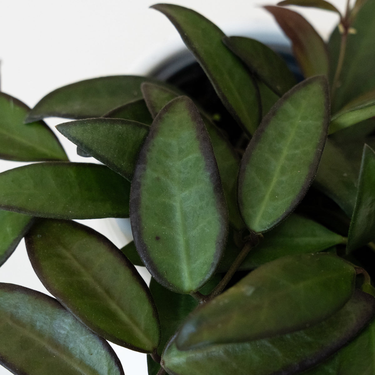 Wax Plant 'Adrift', view 2
