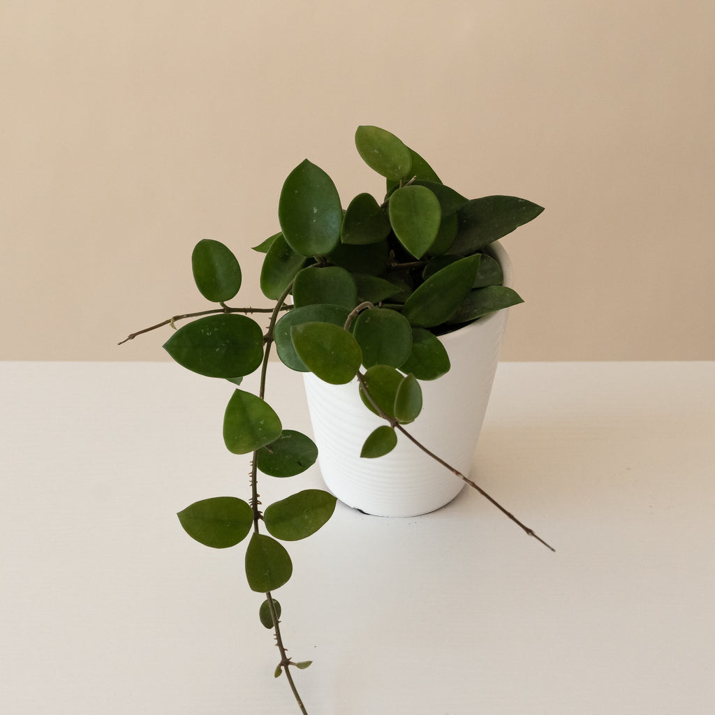 Hoya with small dark green almond-shaped leaves trailing from a grey ceramic pot