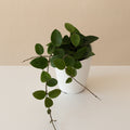 Hoya with small dark green almond-shaped leaves trailing from a grey ceramic pot