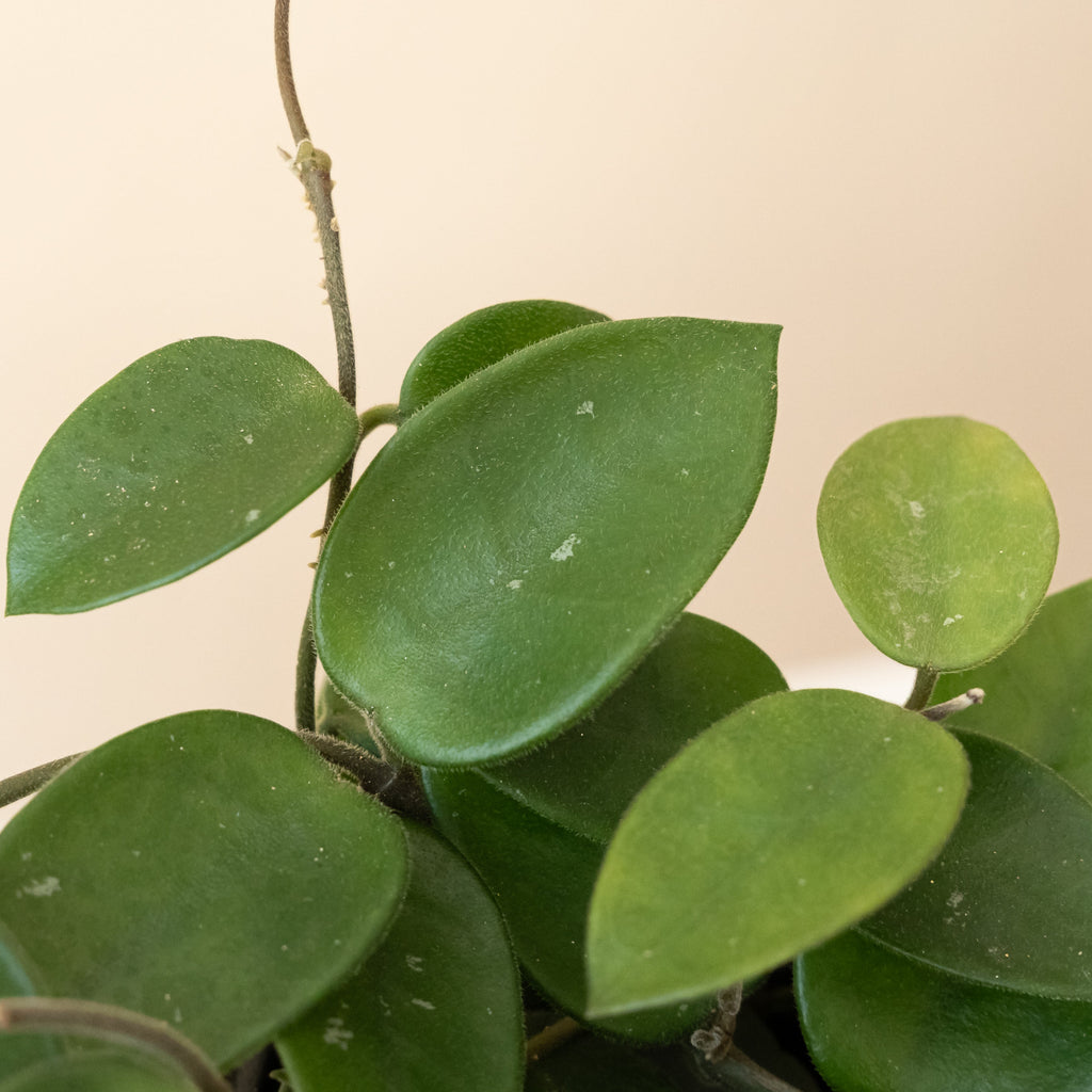Wax Plant 'Chouke', view 2