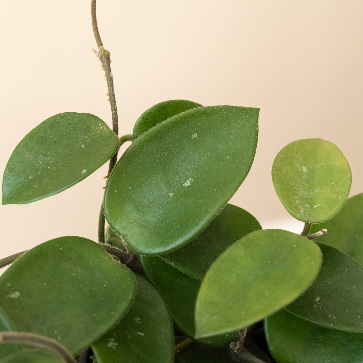 Wax Plant 'Chouke', view 2
