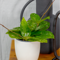 Hoya with large dark green leaves flecked with silver in a white ceramic pot