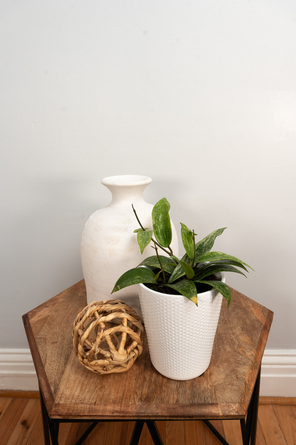 Wax Plant 'Fresh Rain', view 2