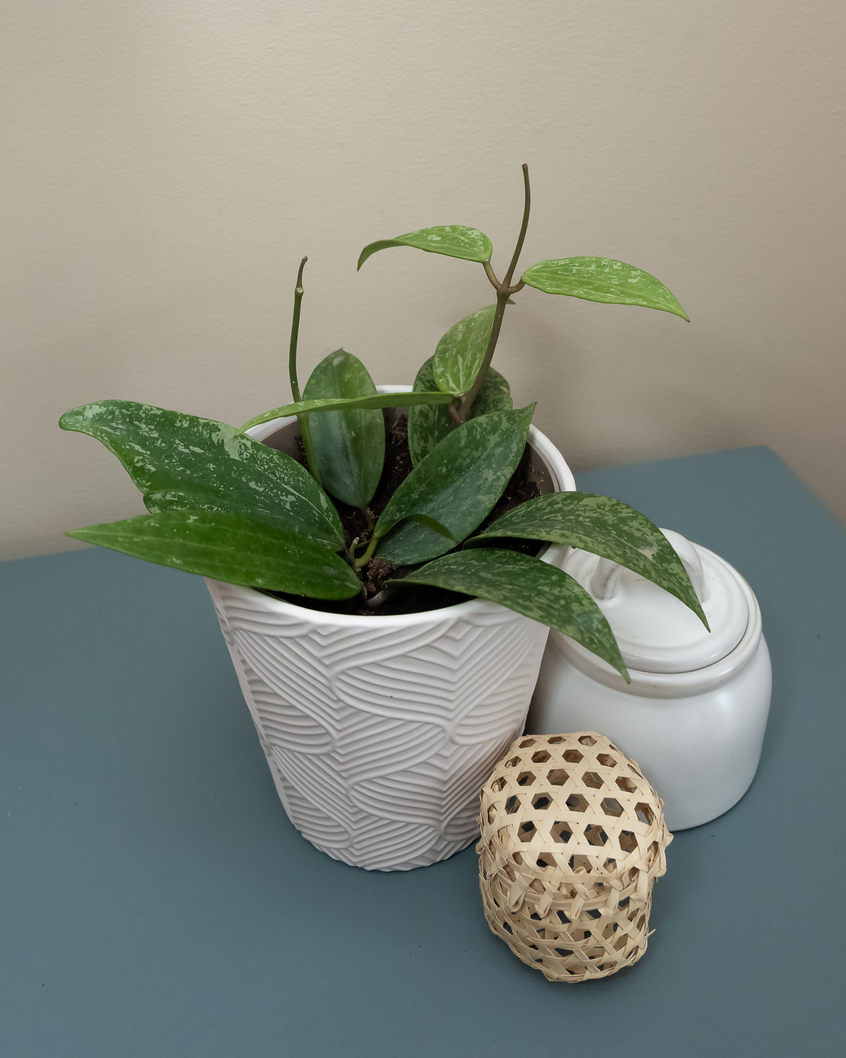 Wax Plant 'Fresh Rain', view 3