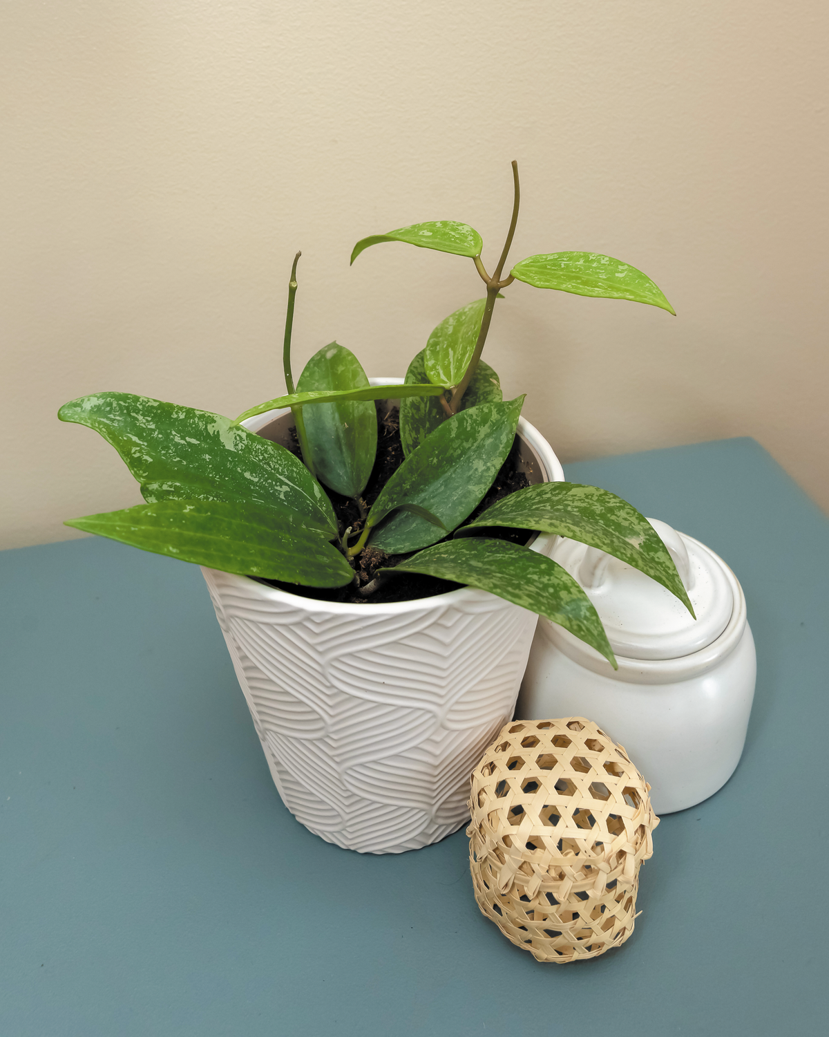 Wax Plant 'Fresh Rain', view 4