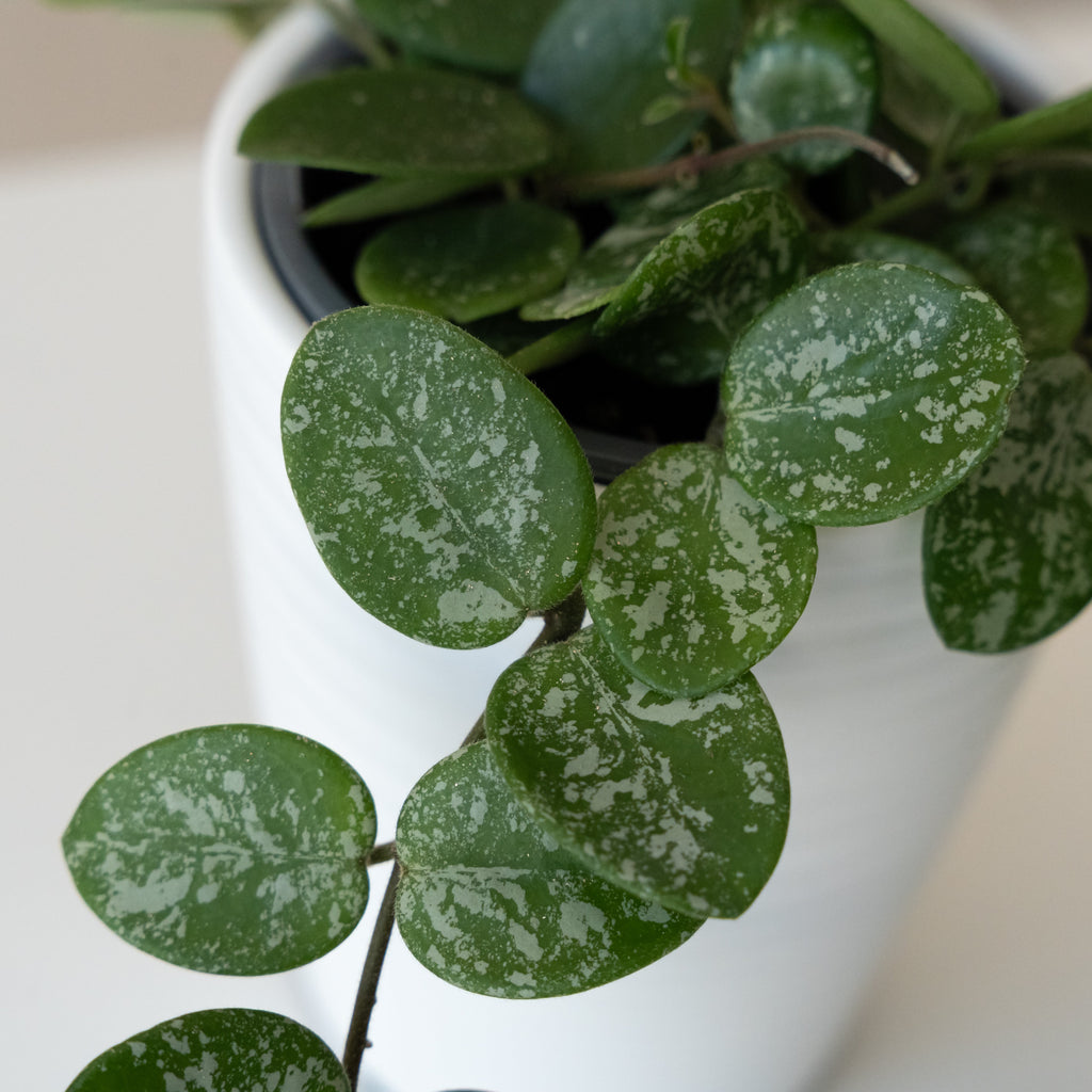 Wax Plant 'Mathilde Splash', view 2