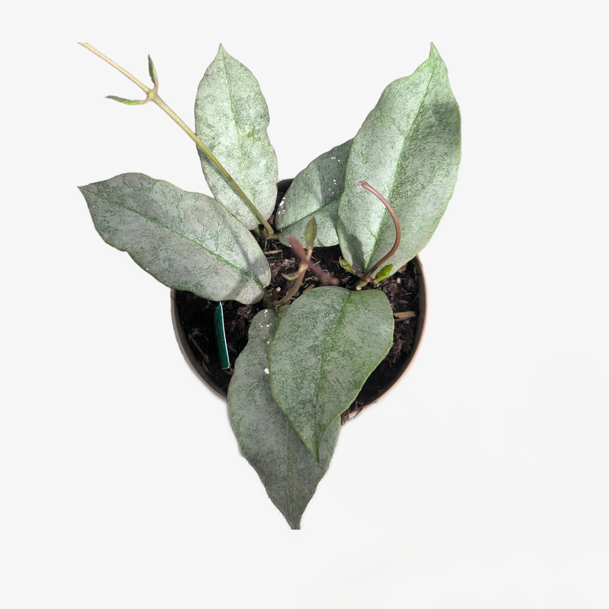 Hoya with long lance-shaped green leaves mottled silver in a white ceramic pot