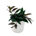 Hoya with narrow wavy green leaves rimmed in maroon trailing from a grey ceramic pot